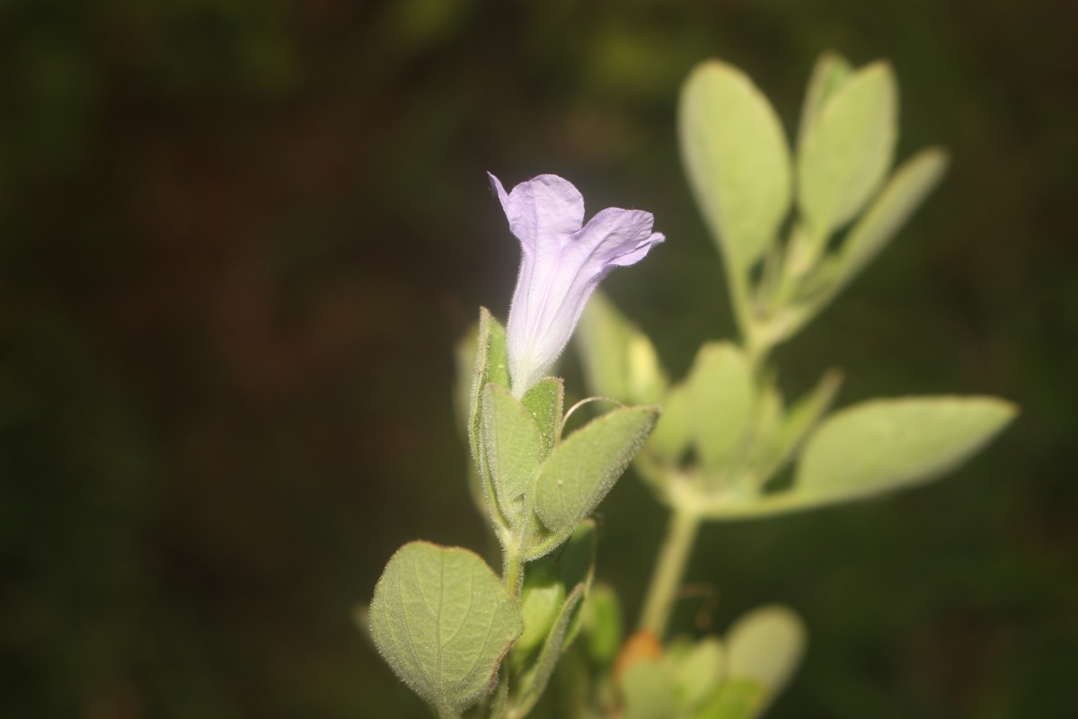 Ruellia patula Jacq.